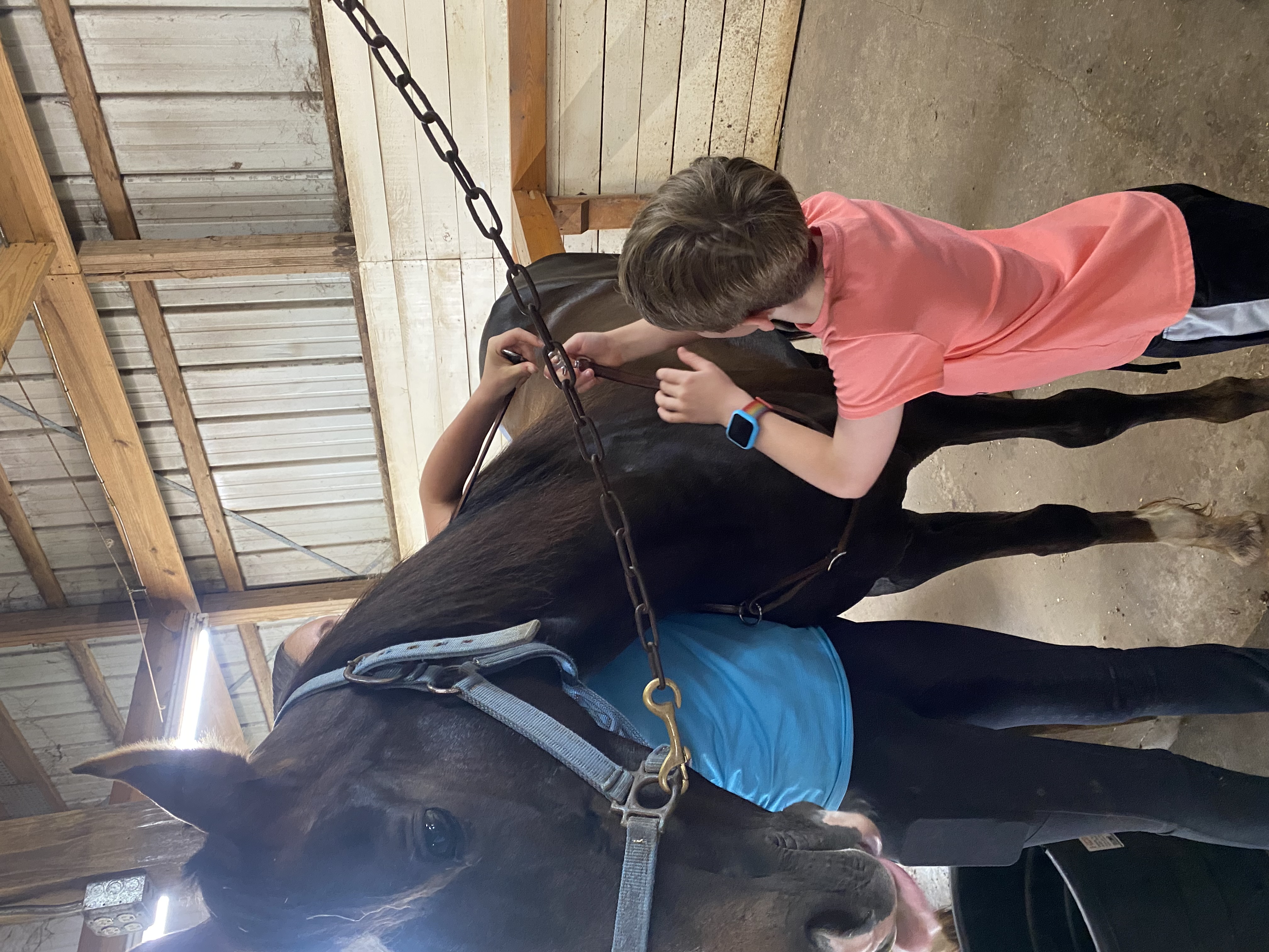Tommy brushing horse