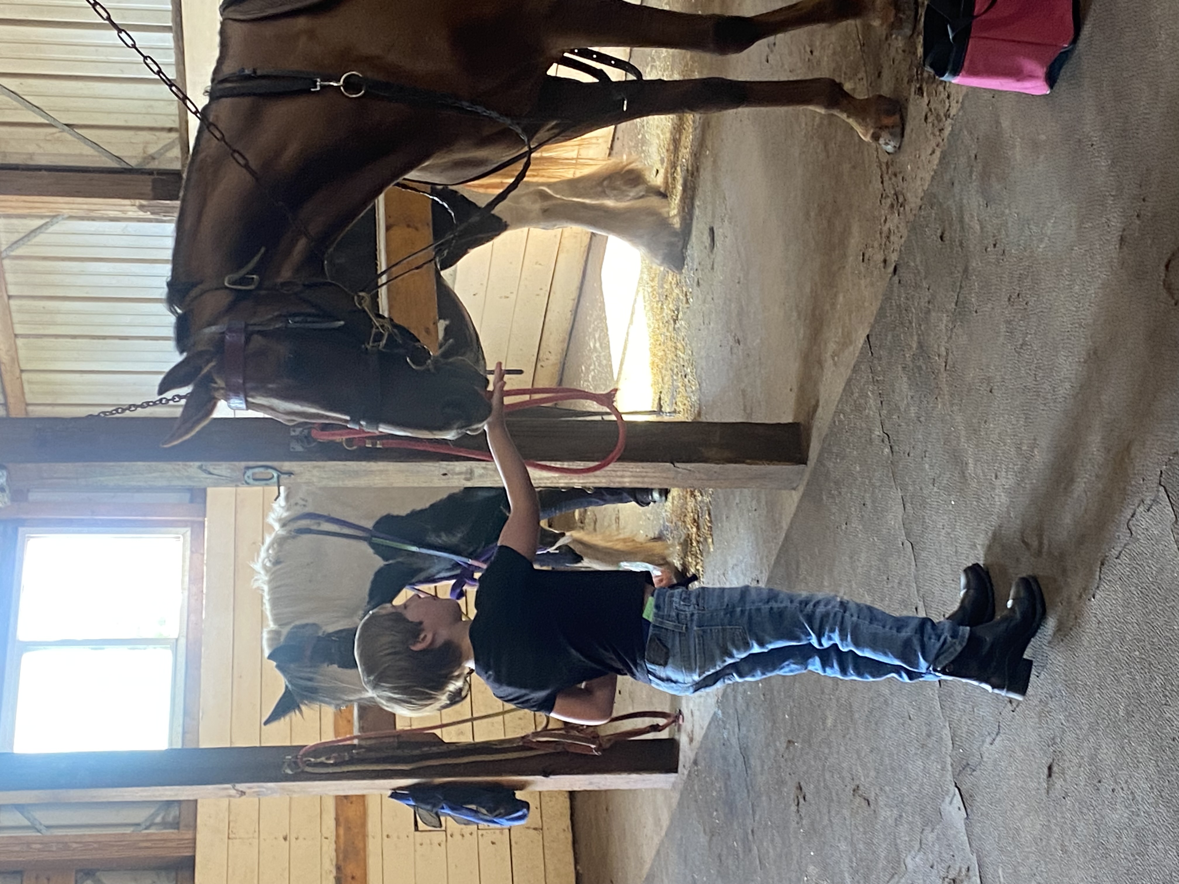 Tommy brushing horse